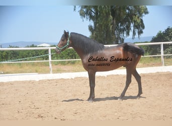 Andalusiër, Hengst, 3 Jaar, 156 cm, Zwartbruin