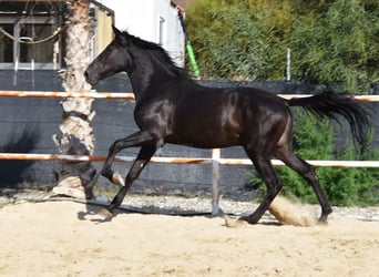 Andalusiër, Hengst, 3 Jaar, 157 cm, Zwart