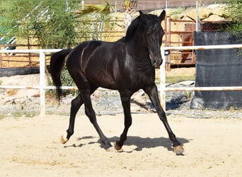 Andalusiër, Hengst, 3 Jaar, 157 cm, Zwart