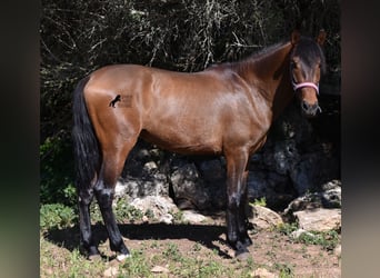 Andalusiër, Hengst, 3 Jaar, 158 cm, Brauner