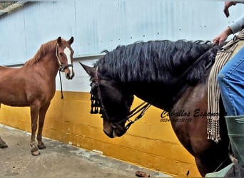 Andalusiër, Hengst, 3 Jaar, 158 cm, Donkerbruin