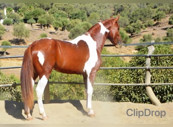 Andalusiër, Hengst, 3 Jaar, 158 cm, Gevlekt-paard