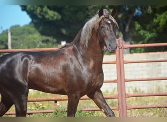 Andalusiër, Hengst, 3 Jaar, 158 cm, Palomino