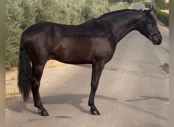 Andalusiër, Hengst, 3 Jaar, 158 cm, Zwart