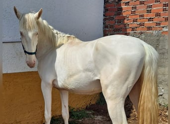 Andalusiër, Hengst, 3 Jaar, 159 cm, Cremello