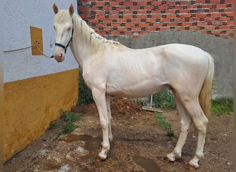 Andalusiër, Hengst, 3 Jaar, 159 cm, Cremello
