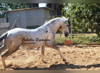 Andalusiër, Hengst, 3 Jaar, 159 cm, Gevlekt-paard