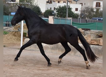 Andalusiër, Hengst, 3 Jaar, 159 cm, Zwart