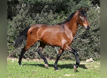 Andalusiër, Hengst, 3 Jaar, 160 cm, Bruin