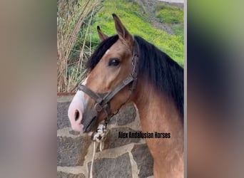 Andalusiër Mix, Hengst, 3 Jaar, 160 cm, Buckskin