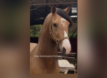 Andalusiër Mix, Hengst, 3 Jaar, 160 cm, Buckskin