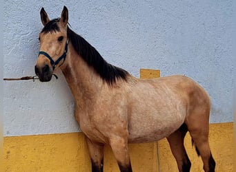 Andalusiër, Hengst, 3 Jaar, 160 cm, Buckskin