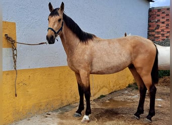 Andalusiër, Hengst, 3 Jaar, 160 cm, Buckskin