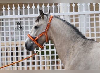 Andalusiër, Hengst, 3 Jaar, 160 cm, Falbe