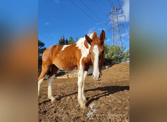 Andalusiër, Hengst, 3 Jaar, 160 cm, Gevlekt-paard