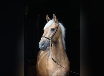Andalusiër Mix, Hengst, 3 Jaar, 160 cm, Palomino