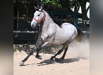 Andalusiër, Hengst, 3 Jaar, 160 cm, Schimmel