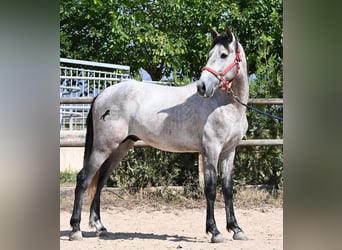 Andalusiër, Hengst, 3 Jaar, 160 cm, Schimmel