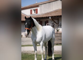 Andalusiër, Hengst, 3 Jaar, 160 cm, Tobiano-alle-kleuren
