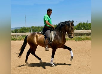Andalusiër, Hengst, 3 Jaar, 161 cm, Falbe