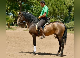 Andalusiër, Hengst, 3 Jaar, 161 cm, Falbe