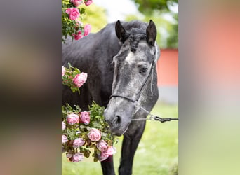 Andalusiër Mix, Hengst, 3 Jaar, 161 cm, Zwartschimmel