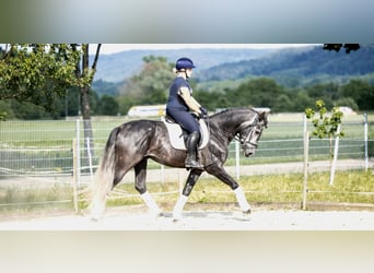 Andalusiër Mix, Hengst, 3 Jaar, 161 cm, Zwartschimmel