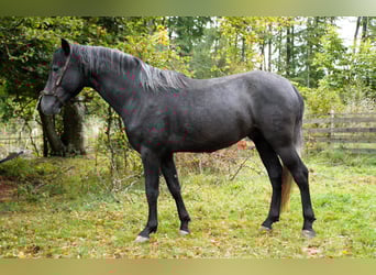 Andalusiër, Hengst, 3 Jaar, 161 cm, Zwartschimmel