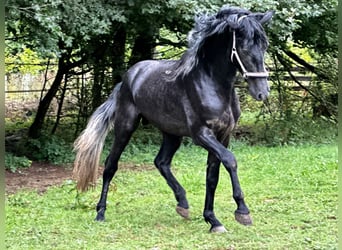 Andalusiër, Hengst, 3 Jaar, 161 cm, Zwartschimmel