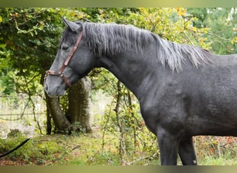 Andalusiër, Hengst, 3 Jaar, 161 cm, Zwartschimmel