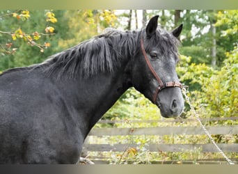 Andalusiër, Hengst, 3 Jaar, 161 cm, Zwartschimmel