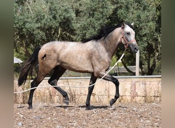 Andalusiër, Hengst, 3 Jaar, 162 cm, Buckskin