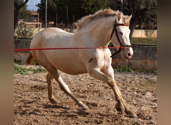 Andalusiër, Hengst, 3 Jaar, 162 cm, Perlino