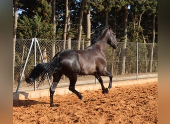 Andalusiër, Hengst, 3 Jaar, 162 cm, Zwart