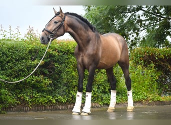 Andalusiër, Hengst, 3 Jaar, 163 cm, Brown Falb schimmel