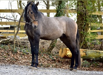 Andalusiër, Hengst, 3 Jaar, 163 cm, Brown Falb schimmel