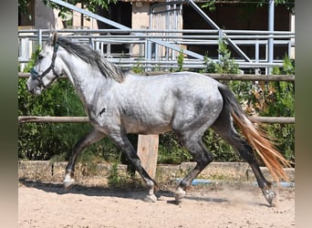 Andalusiër, Hengst, 3 Jaar, 163 cm, Schimmel