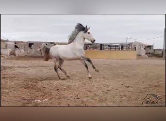 Andalusiër, Hengst, 3 Jaar, 163 cm, Schimmel