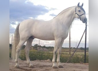 Andalusiër, Hengst, 3 Jaar, 163 cm, Schimmel