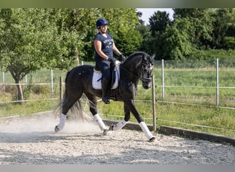 Andalusiër Mix, Hengst, 3 Jaar, 163 cm, Zwartschimmel