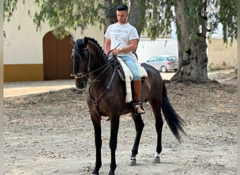 Andalusiër, Hengst, 3 Jaar, 164 cm, Donkerbruin