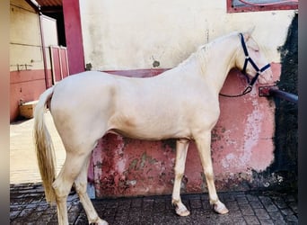 Andalusiër Mix, Hengst, 3 Jaar, 164 cm, Perlino