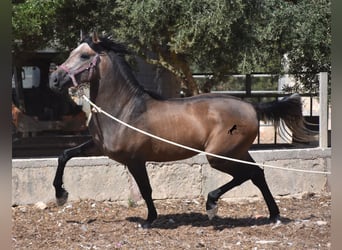 Andalusiër, Hengst, 3 Jaar, 165 cm, Rood schimmel