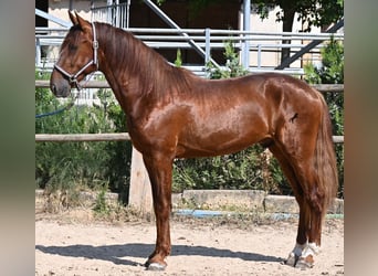 Andalusiër, Hengst, 3 Jaar, 165 cm, Vos