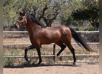 Andalusiër, Hengst, 3 Jaar, 166 cm, Brauner