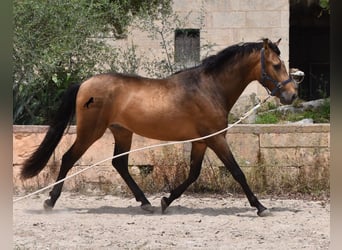 Andalusiër, Hengst, 3 Jaar, 166 cm, Falbe