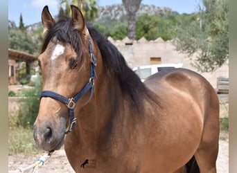 Andalusiër, Hengst, 3 Jaar, 166 cm, Falbe
