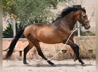 Andalusiër, Hengst, 3 Jaar, 166 cm, Falbe