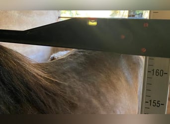 Andalusiër, Hengst, 3 Jaar, 166 cm, Falbe