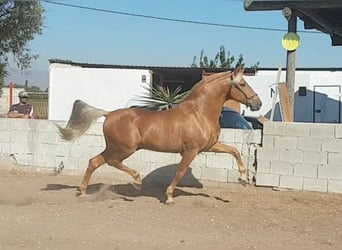 Andalusiër, Hengst, 3 Jaar, 166 cm, Palomino